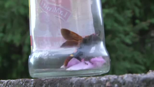 Bondarii asiatici au provocat panica in Braila. Autoritati: "sunt un pericol mortal pentru oameni"