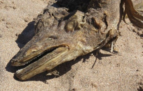 O creatura descoperita pe o plaja de Scotia i-a alarmat pe sateni. "N-am mai vazut asa ceva"