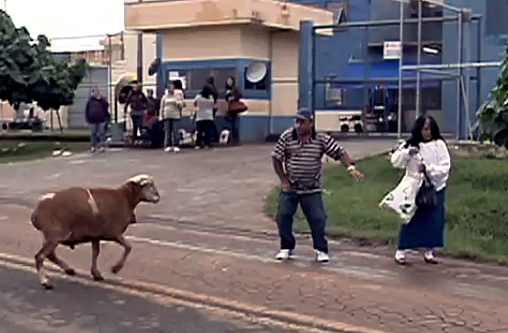 "Furia caprei", VIDEO viral cu peste 2 mil. vizualizari. Animalul care ii terorizeaza pe brazilieni