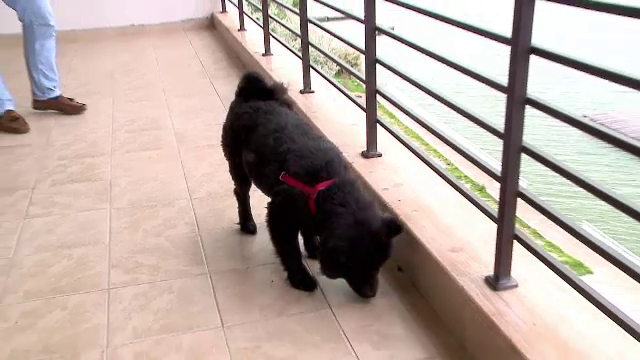 In vacanta cu animalul de companie la mare: cat te costa sa-ti iei catelul sau pisica pe litoral