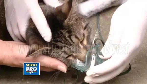 Pisica salvata dintr-o locuinta cuprinsa de incendiu. VIDEO cu misiunea de salvare a pompierilor