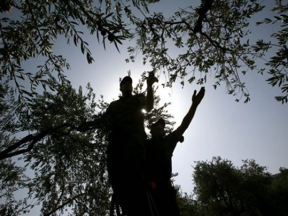 Arma pentru combaterea recesiunii, ingropata sub maslini. Comoara care zace in pamantul Italiei