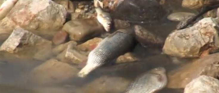 Dezastru ecologic pe raul Aries, in judetul Cluj. Sute de pesti au murit si nu se stie cauza