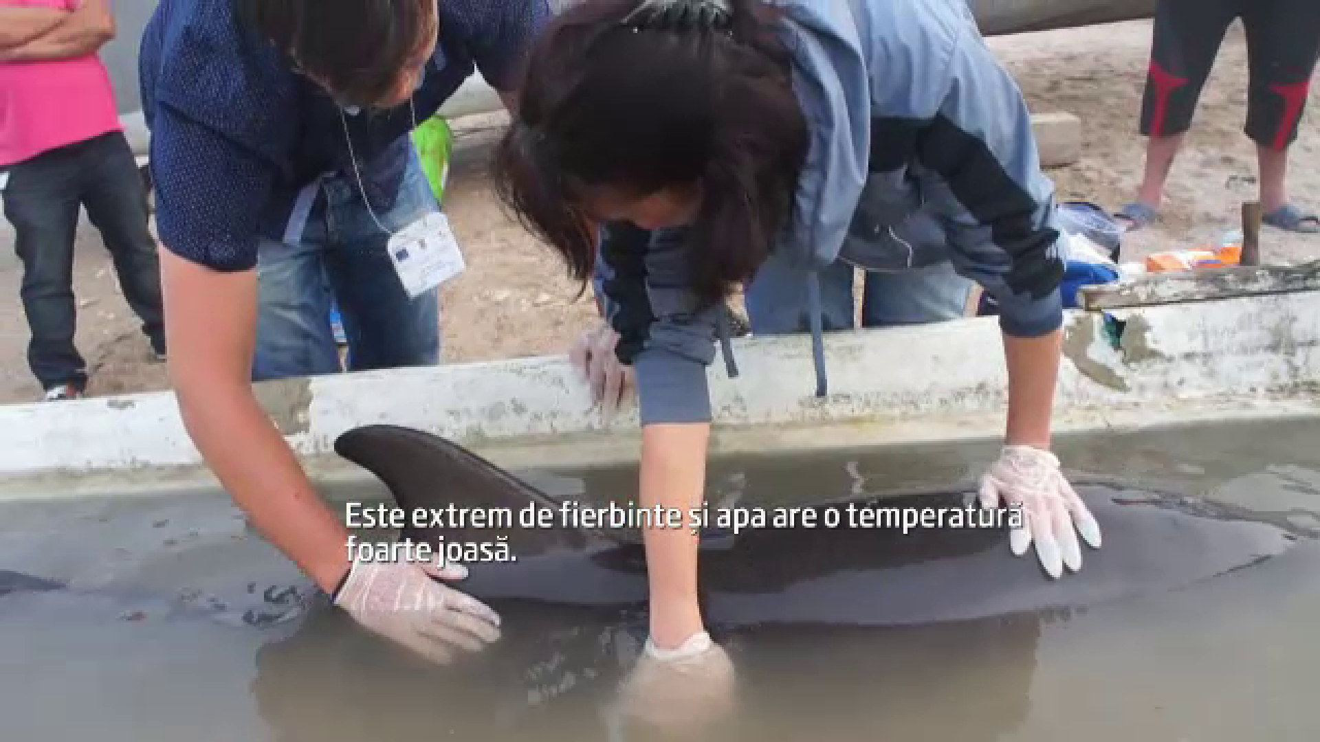 Un delfin din Marea Neagra, victima a valurilor de pe litoral. Biologii marini nu l-au putut salva