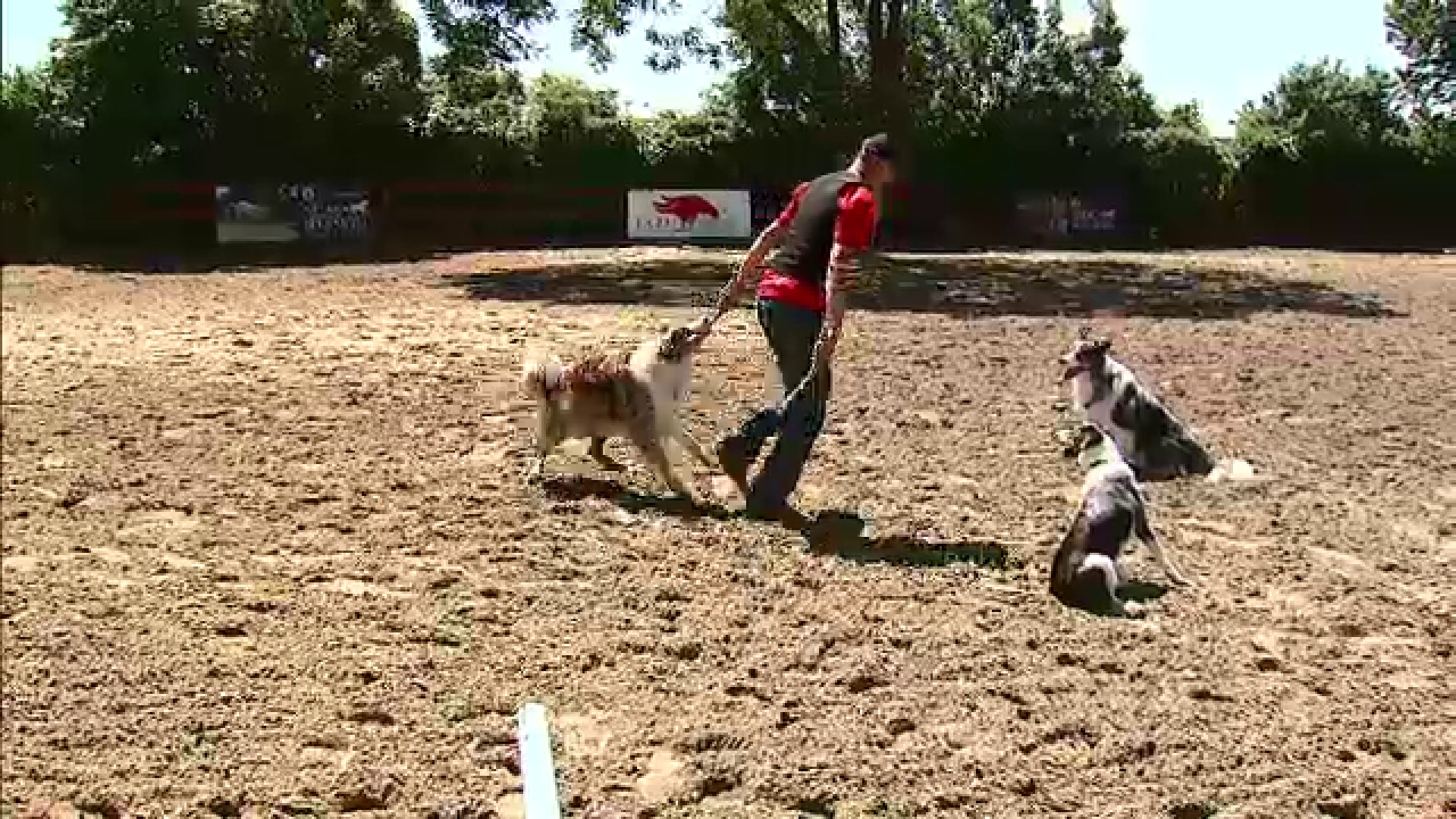 Bruno Icobet si cateii campioni de la Romanii au Talent au facut show in Bucuresti de ziua copilului