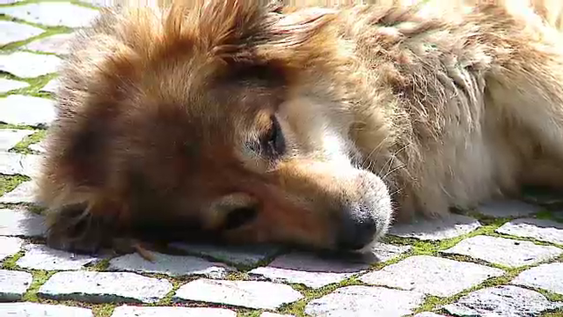 Cainele-vedeta al cetatii Sighisoara. Cum a ajuns Jimmy simbolul orasului