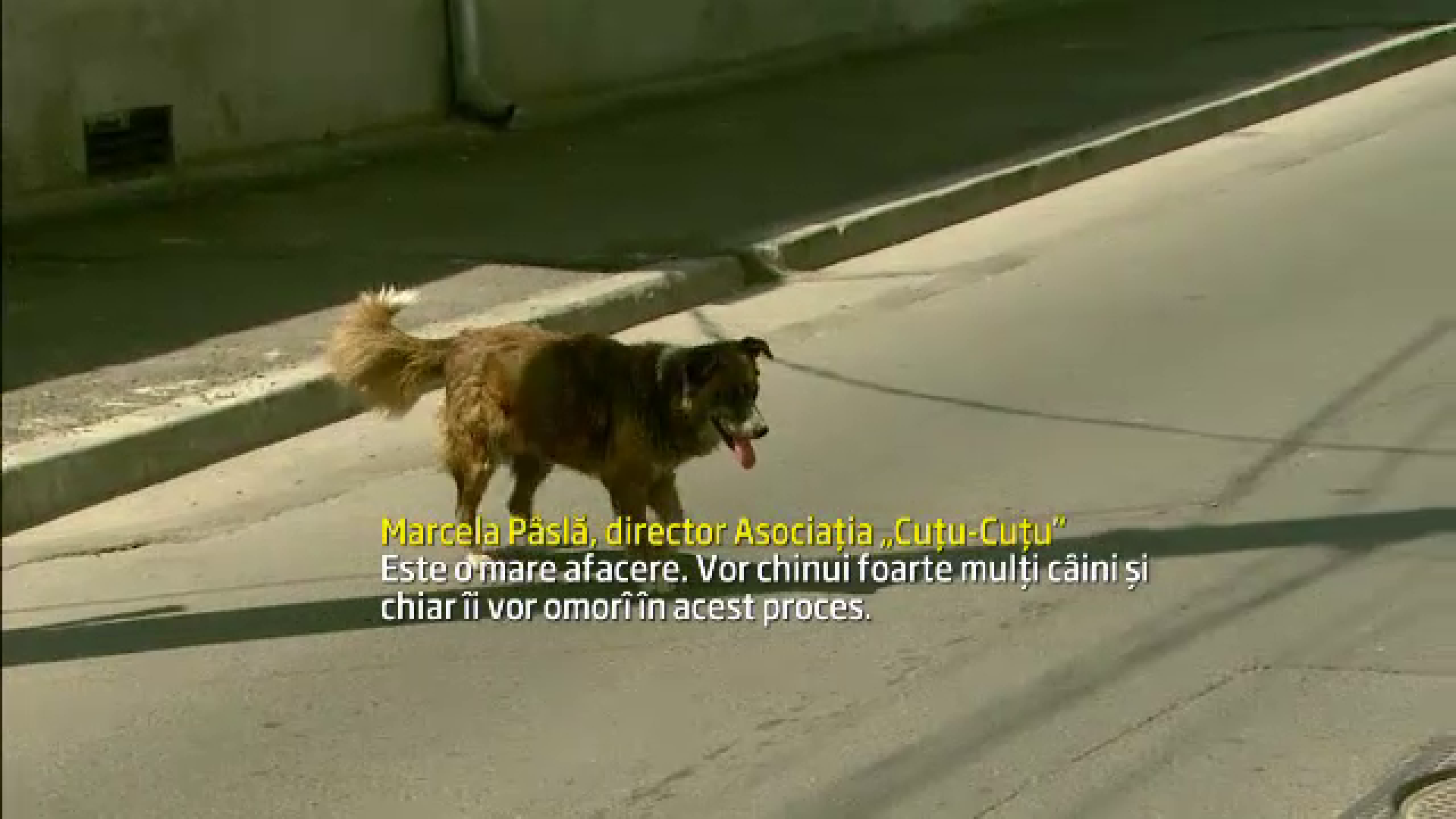 "E o mare afacere, vor chinui si omori cainii." Reactia ONG-urilor fata de noua lege a maidanezilor