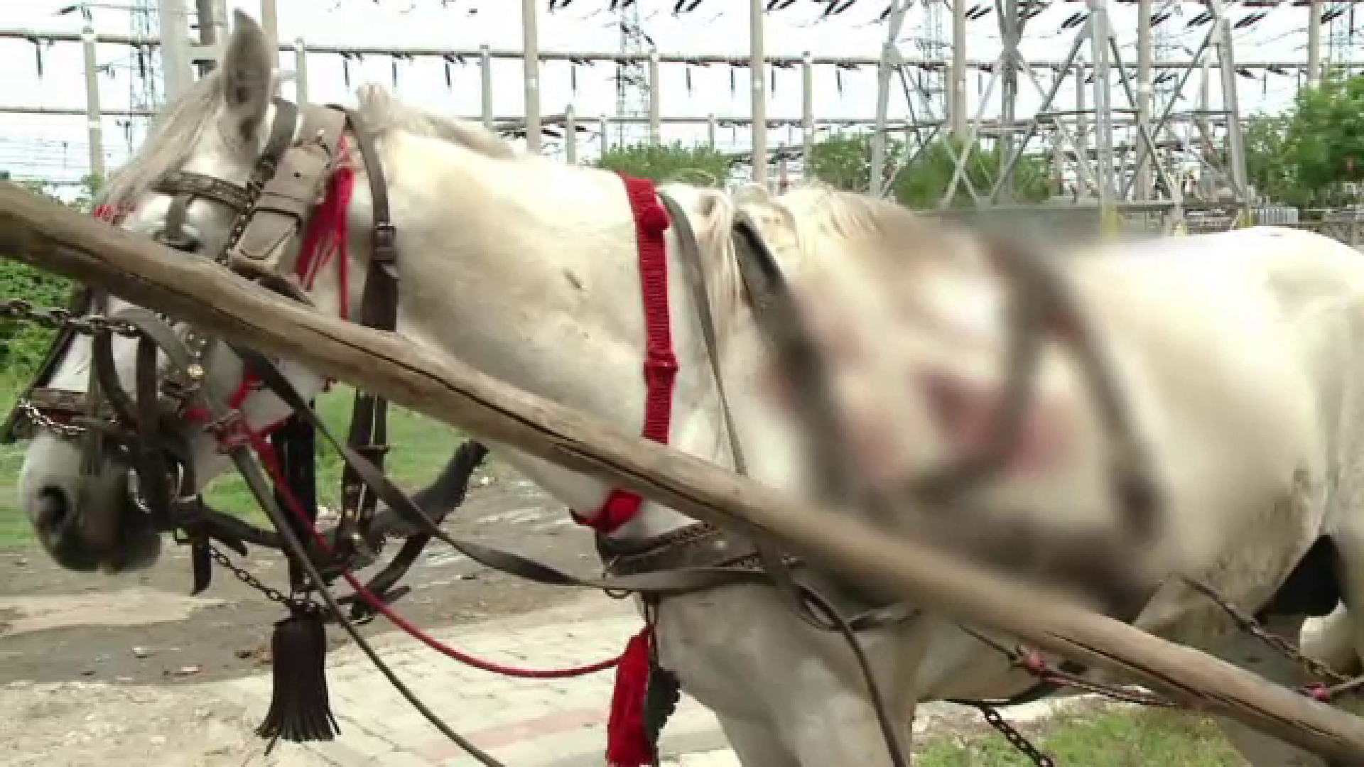 Cai batuti, epuizati si infometati. Imaginile scandaloase in fata carora autoritatile n-au reactie