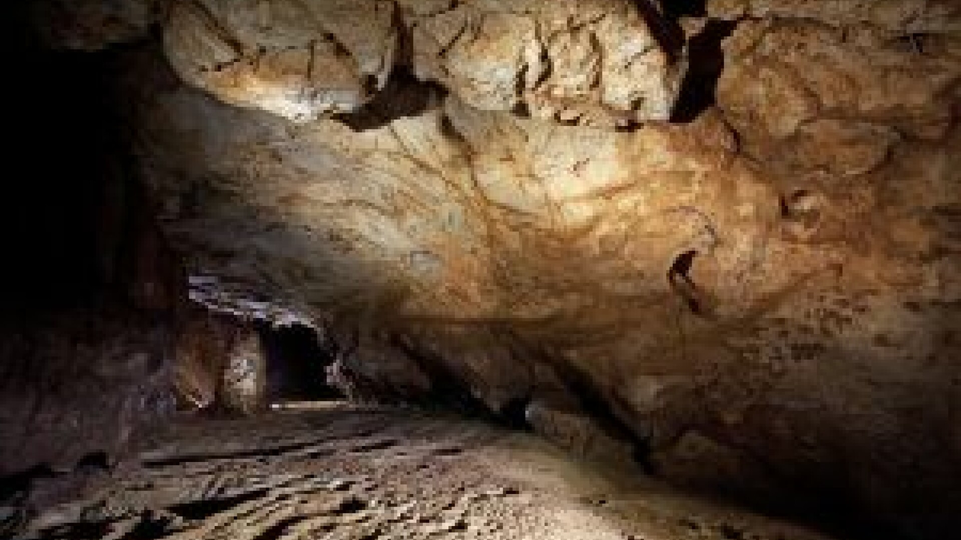 FOTO. Picturile rupestre descoperite intr-o pestera din Apuseni. Au o vechime de 35.000 de ani