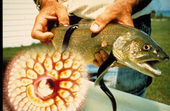 Pestele-vampir, creatura care a invadat apele unui rau din Michigan va fi otravita