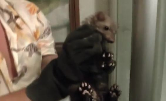 Descoperirea facuta de o familie intr-o toaleta. "Ne-am speriat cand l-am vazut". VIDEO