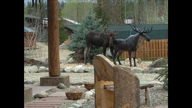 Filmul unei povesti de iubire imposibile. Un elan s-a indragostit de o femela din bronz. VIDEO