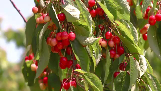 De ce nu cumpara romanii ciresele mici pe care nemtii dau si 5 euro/kg. "Degeaba ii explici omului"