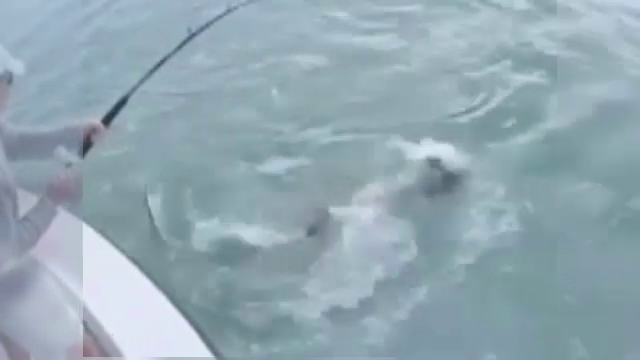 A prins un peste de 2 metri si 80 de kilograme. Ce s-a intamplat insa in secunda urmatoare l-a uimit