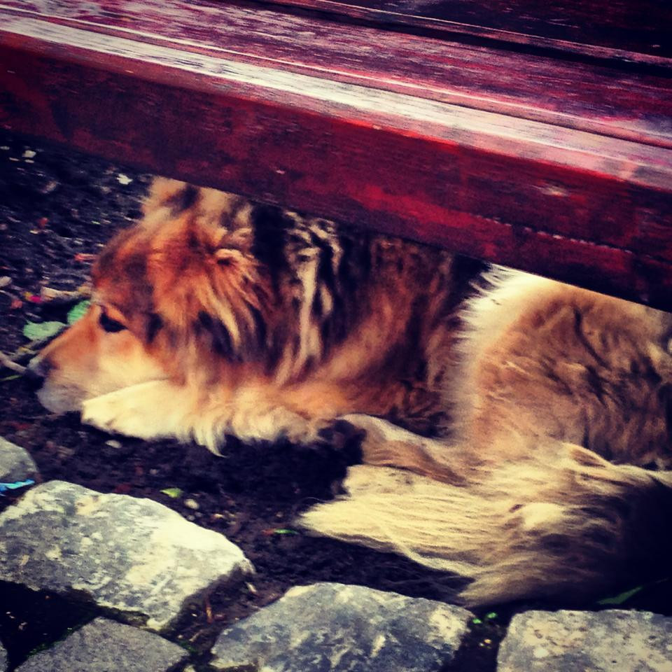 Jimmy, simbolul orasului Sighisoara