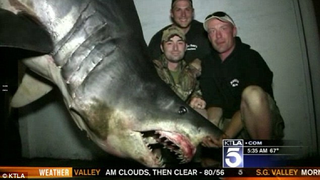 "O creatura de cosmar" Trei pescari au capturat un rechin de Cartea Recordurilor: are 600 de kg