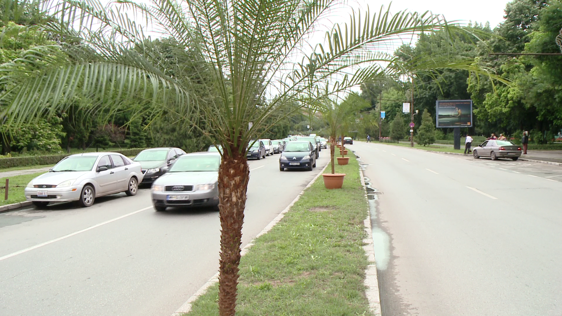 "Sunt niste kitschuri, banane ne mai trebuie". Palmierii din Timisoara au fost ingropati in pamant