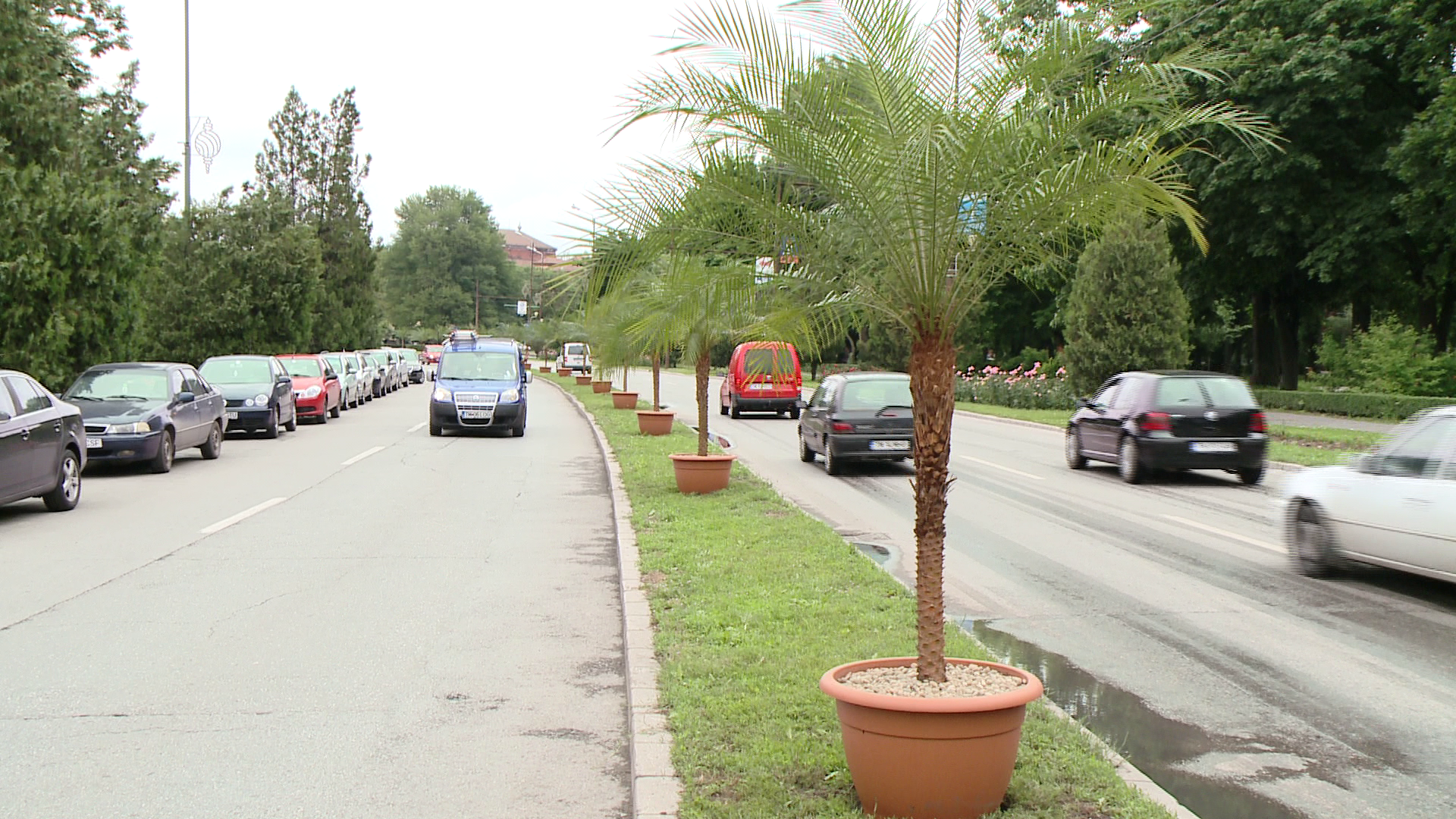 Palmierii din Timisoara,contestati de Asociatia Peisagistilor: "Valoarea lor estetica e indoielnica"