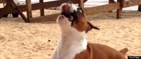 Cum reactioneaza un caine atunci cand mananca pentru prima data in viata lui o lamaie