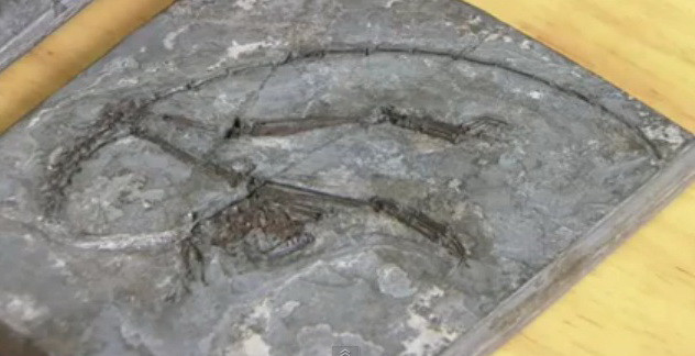 "Ne va spune o mare parte din istoria originii stramosilor nostri" Scheletul celui mai vechi stramos cunoscut al oamenilor, descoperit in China! VIDEO