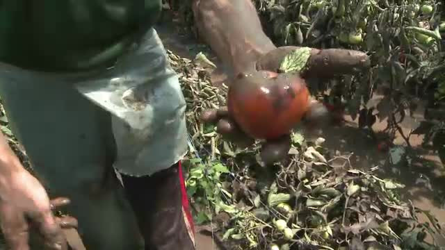 Inundatiile au facut prapad in solariile din comuna Matca. Pretul legumelor ar putea creste