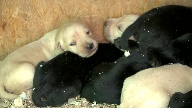 Renasterea copoiului dobrogean. Primii pui din probabil cea mai buna rasa de vanatoare a viitorului