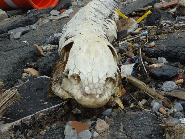 Creatura bizara, adusa de valuri, pe o plaja din New York. "Este un sarpe preistoric"