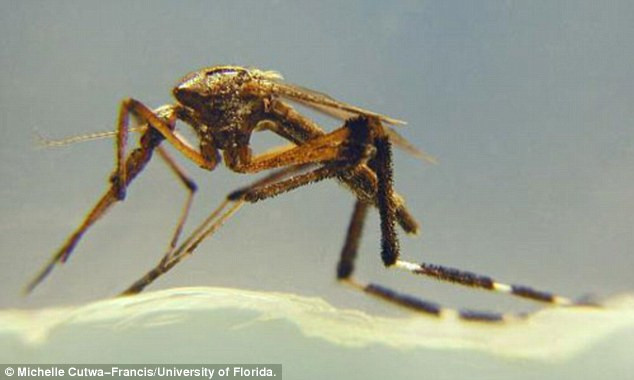 VIDEO. Invazie de tantari uriasi in Florida. "Cand se aseaza pe tine parca ar fi o pasare"