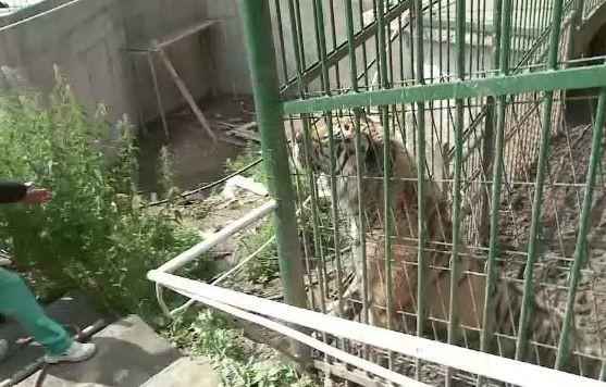 Cum a ajuns barbatul din Brasov in ghearele tigrului de la Zoo. Medicii i-au amputat bratul sfasiat