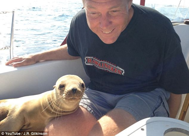 Cum a fost un barbat "asaltat" in propria barca de dragostea unui leu de mare! VIDEO