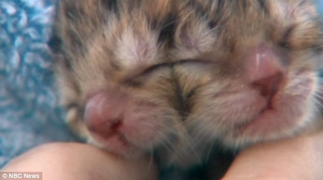 Pisica "mutant" nascuta in Statele Unite: pana si mama ei a respins-o