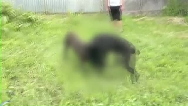 Caini care erau pusi de stapani sa se sfasie, in Targu Jiu. Doi tineri sunt cercetati penal