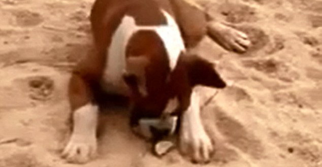 Cum reactioneaza un caine cand gusta o lamaie! VIDEO