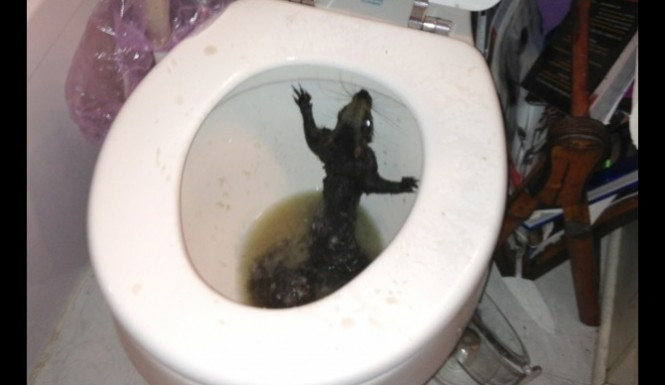 Au crezut ca le-a intrat un hot in casa. Ce a gasit un cuplu in WC-ul din apartament