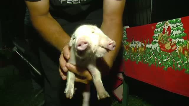 Porcul cu doua capete a venit pe lume, la Constanta. Vecinii proprietarului spun ca este un semn rau