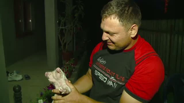 Porc cu 2 capete