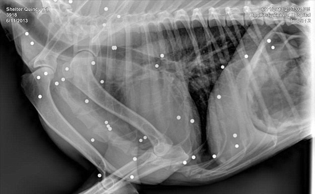 Medicii, uluiti in fata radiografiei. "A fost impuscat de 100 de ori. E un miracol ca traieste"
