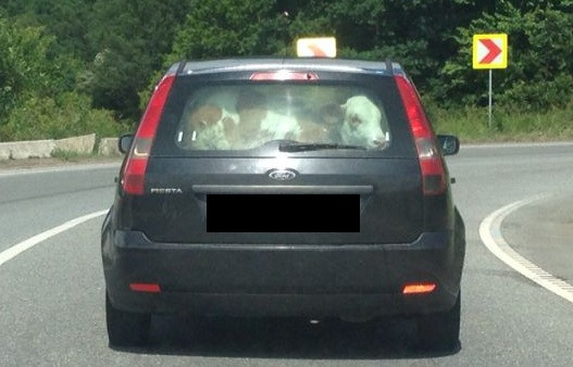 Imaginea anului pe drumurile din Romania. Ce cara acest barbat in masina, pe bancheta din spate