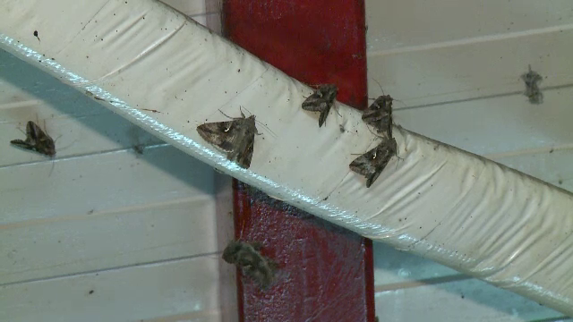 Bucurestiul, invadat de un roi de fluturi. Care este explicatia pentru acest fenomen