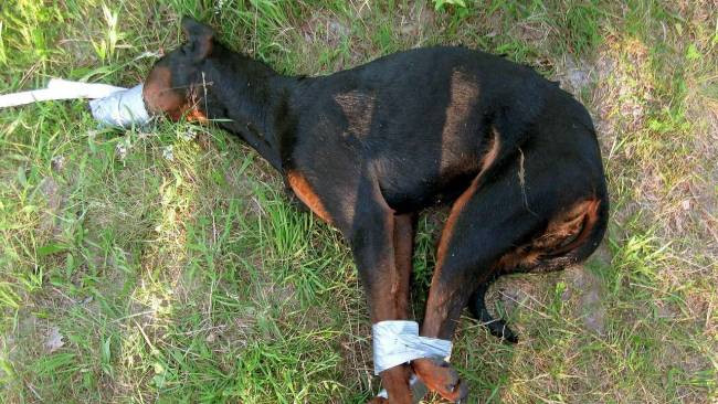 Un orasel linistit din Germania, revoltat de cum a fost ucis un caine. Stapanii risca inchisoarea