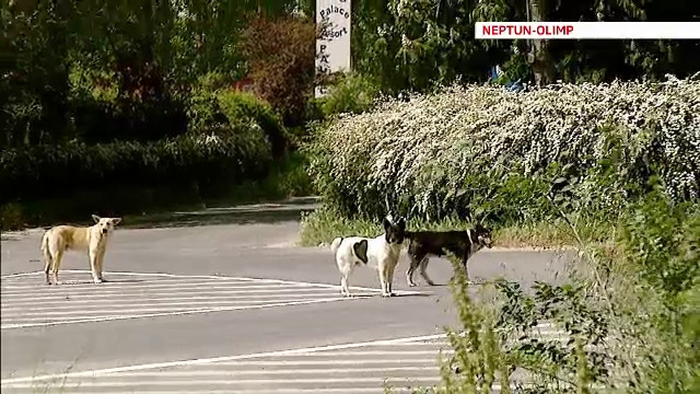 Vacanta in Romania, partea I. Turismul de pe litoral, compromis de rivalitatile dintre investitori