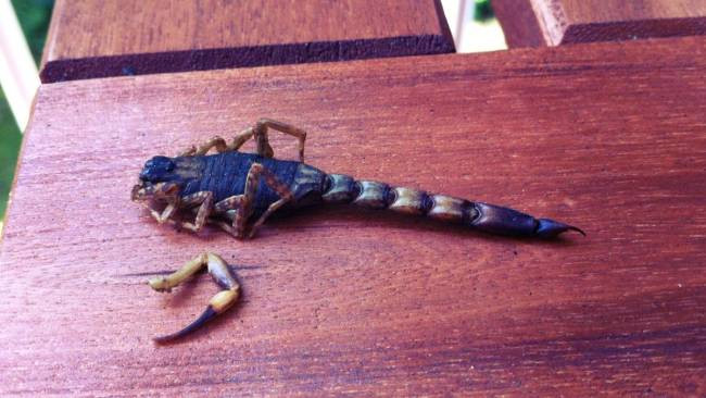 Si-a cumparat un carucior de la Ikea. Ce a descoperit acest barbat cand a deschis cutia acasa