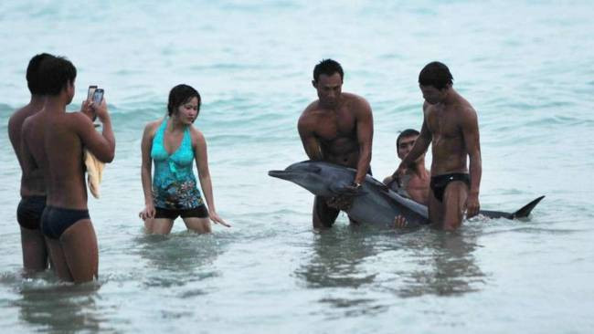 Un delfin din China a murit dupa ce a fost scos din apa de turistii care voiau sa-si faca poze cu el