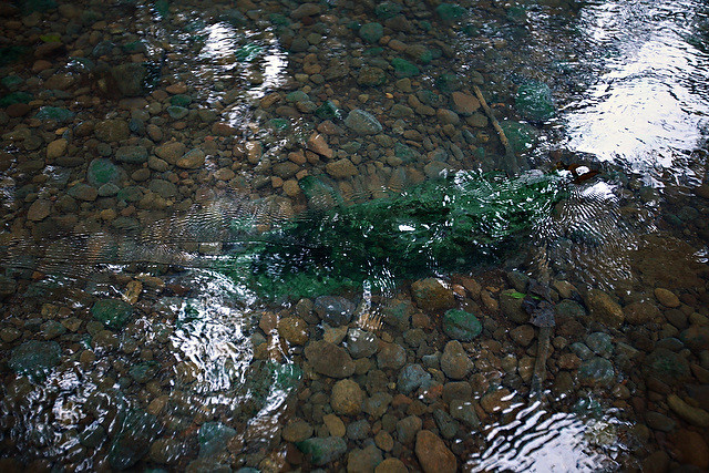 A facut scufundari intr-un rau de langa Detroit. Ce a gasit in apa i-a schimbat viata