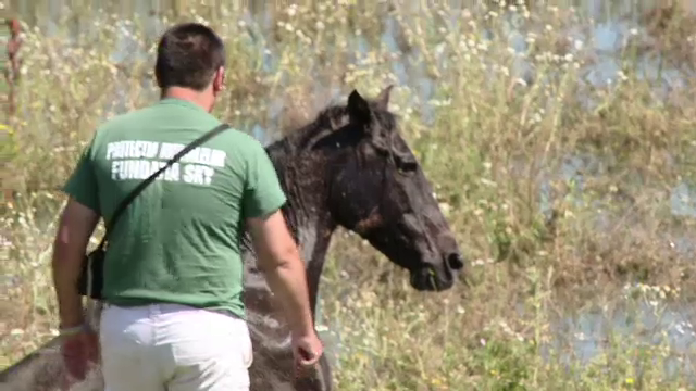 Imaginea revoltatoare a nepasarii in Romania.Un cal abandonat pe camp a fost salvat dupa o saptamana