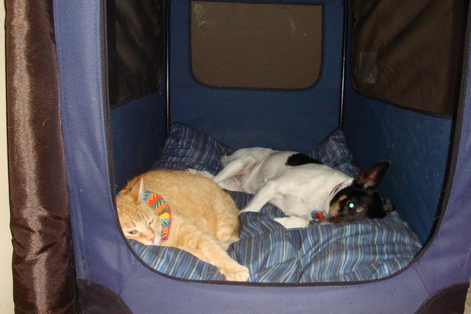 Povestea emotionanta din spatele acestei fotografii. Poza a avut 75.000 de vizualizari intr-o zi