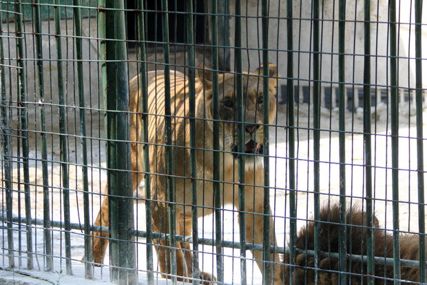 Patru pui de leu au murit la Zoo Craiova, dupa ce o leoaica a nascut fara ca nimeni sa stie asta