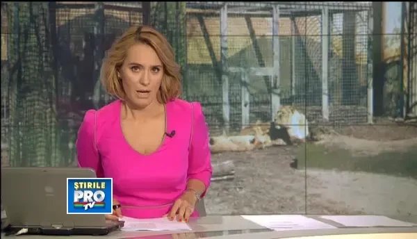 Patru pui de leu a murit la Zoo Craiova, dupa ce o leoaica a nascut fara ca nimeni sa stie asta