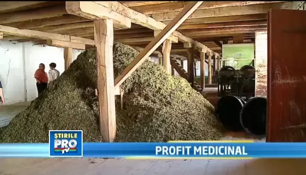 Agricultorii romani renunta la culturile traditionale. Sunt la moda plantele medicinale