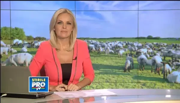 Ciobani de mileniului III. Stanele din Muntii Rodnei le fac concurenta celor din Austria